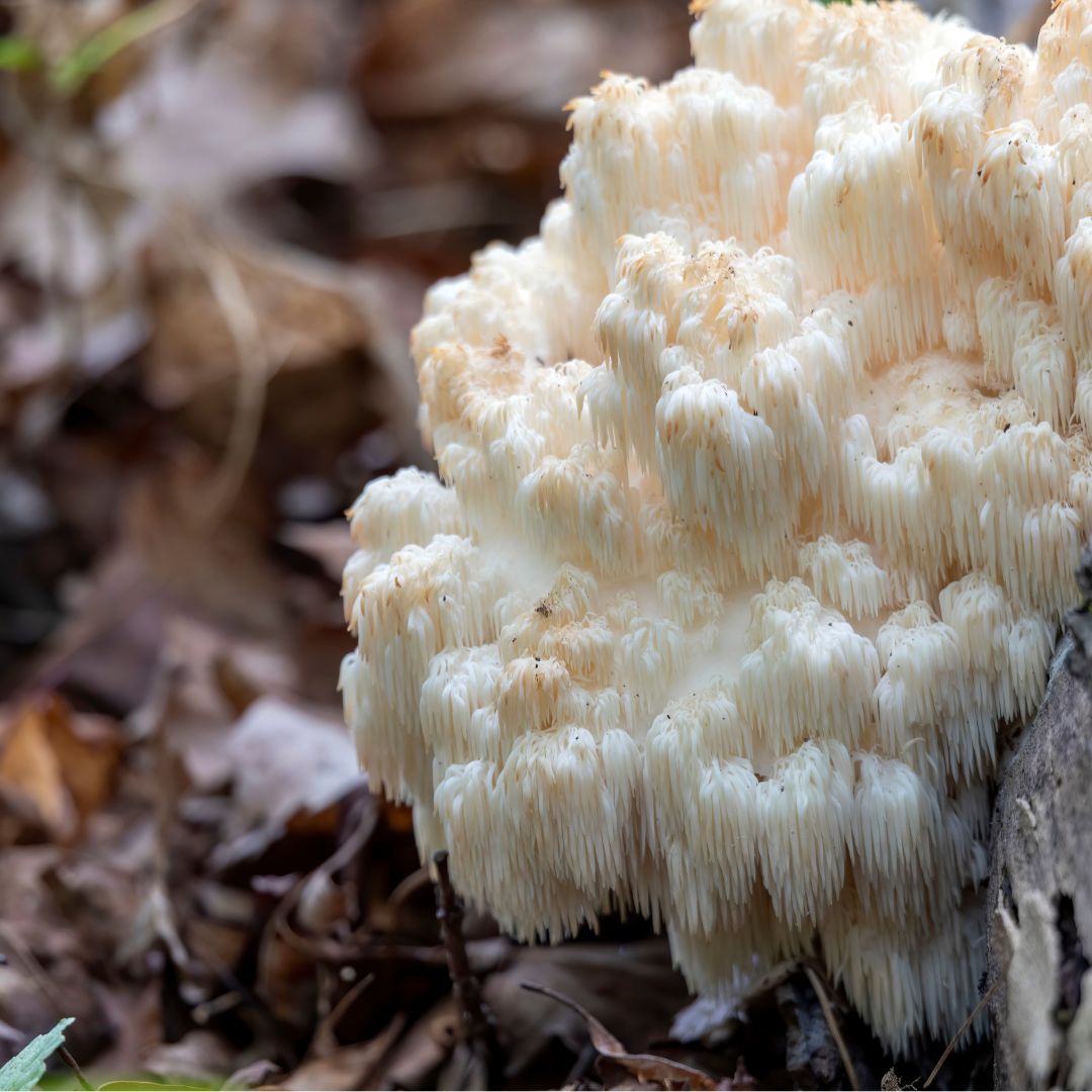 houba hericium